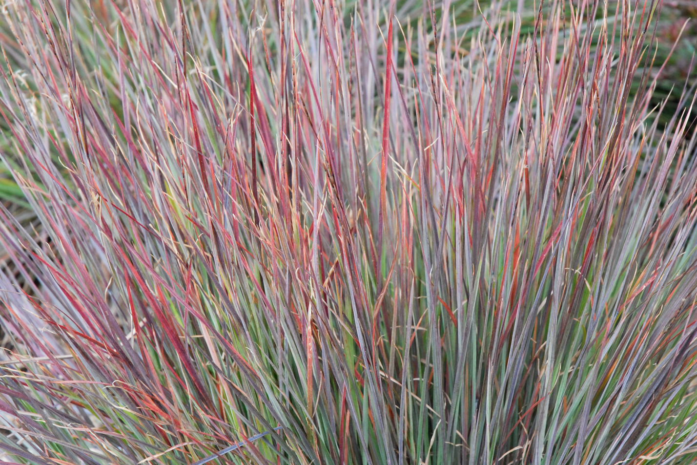 Blue Heaven Little Bluestem